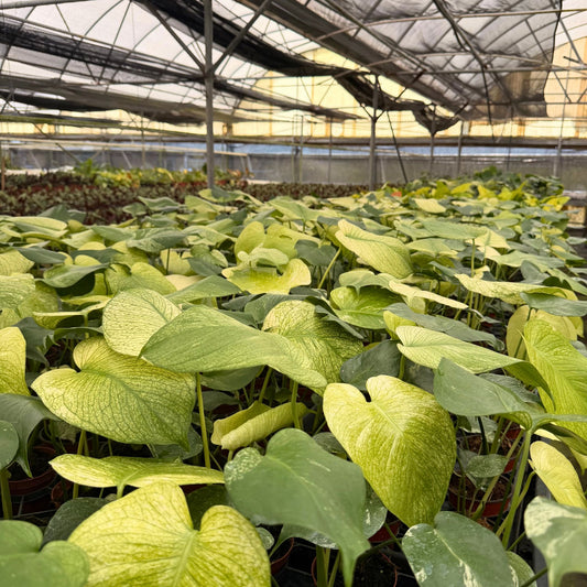 4" Monstera White Monster (Mid Variegation)