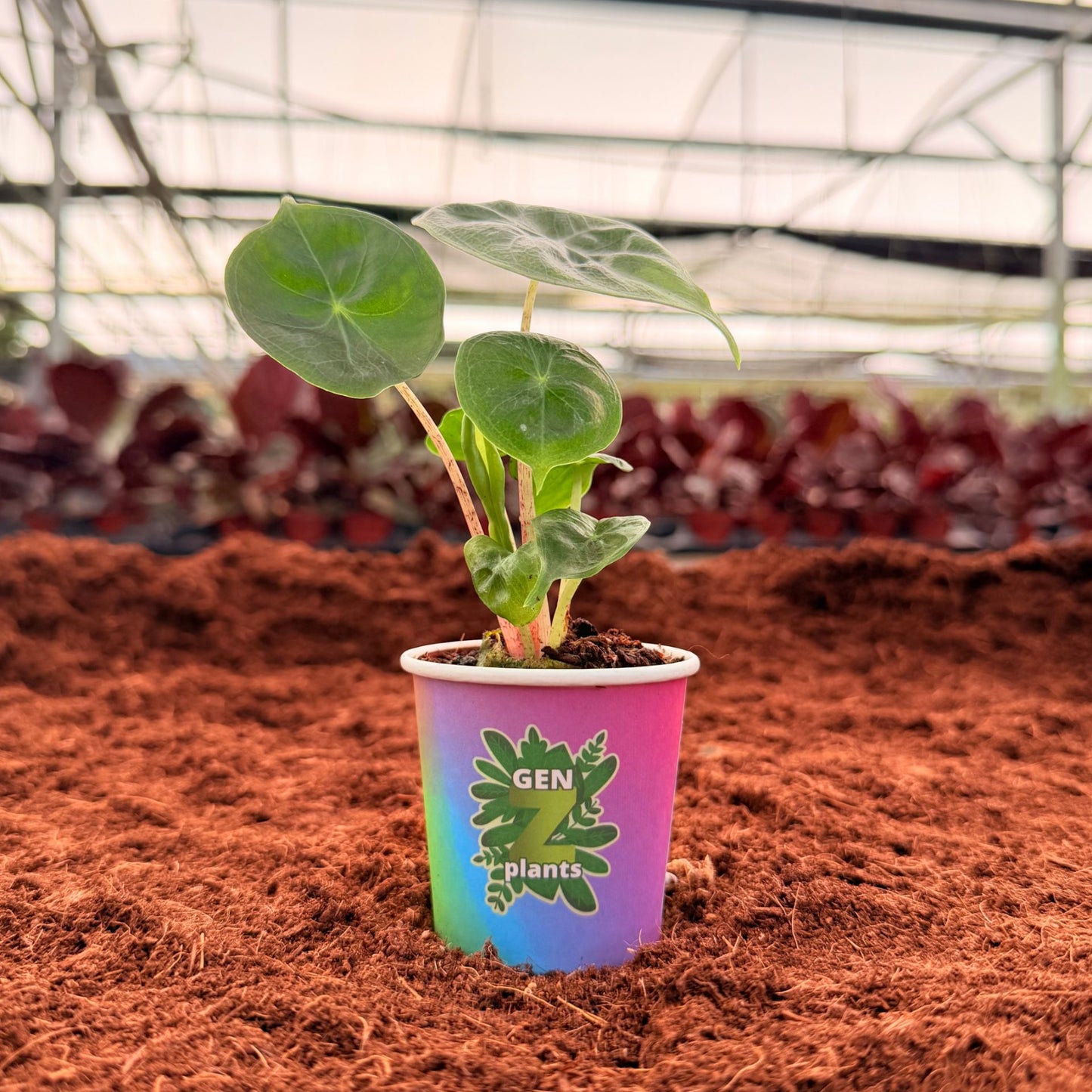 2" Alocasia Ivory Coast