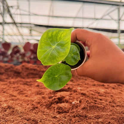 2" Alocasia Ivory Coast