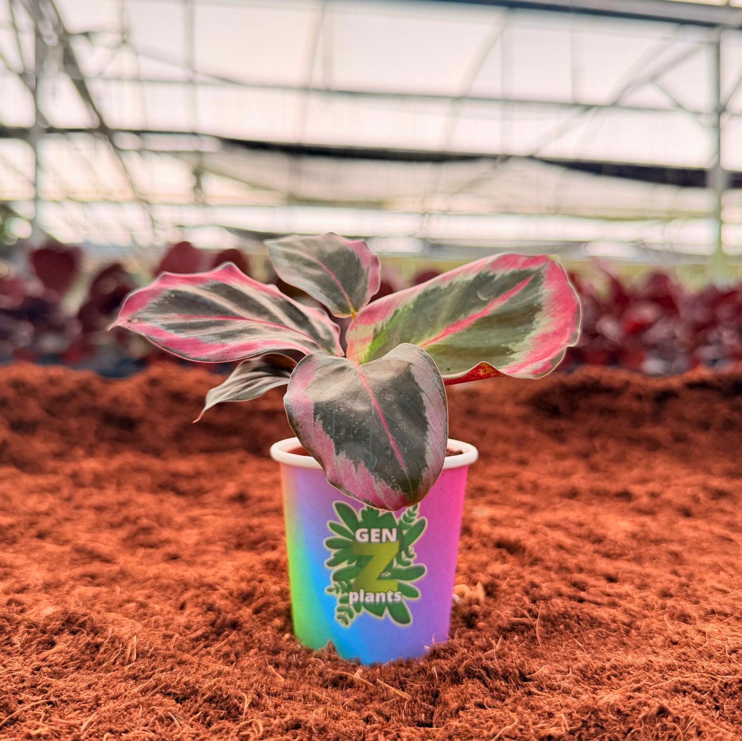 BELEAF Package 2" Plants