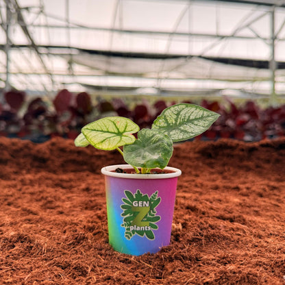 BECOOL Package 2" Plants