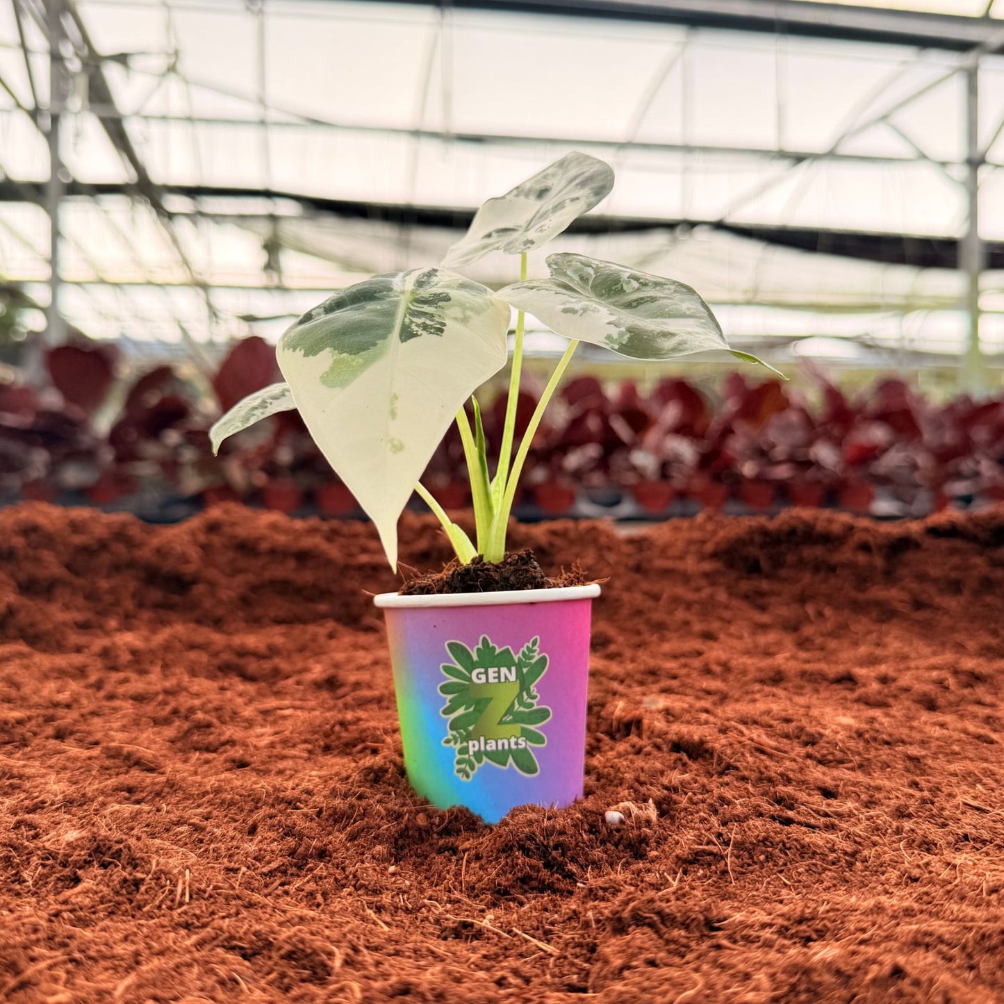 BEBOLD Package 2" Plants