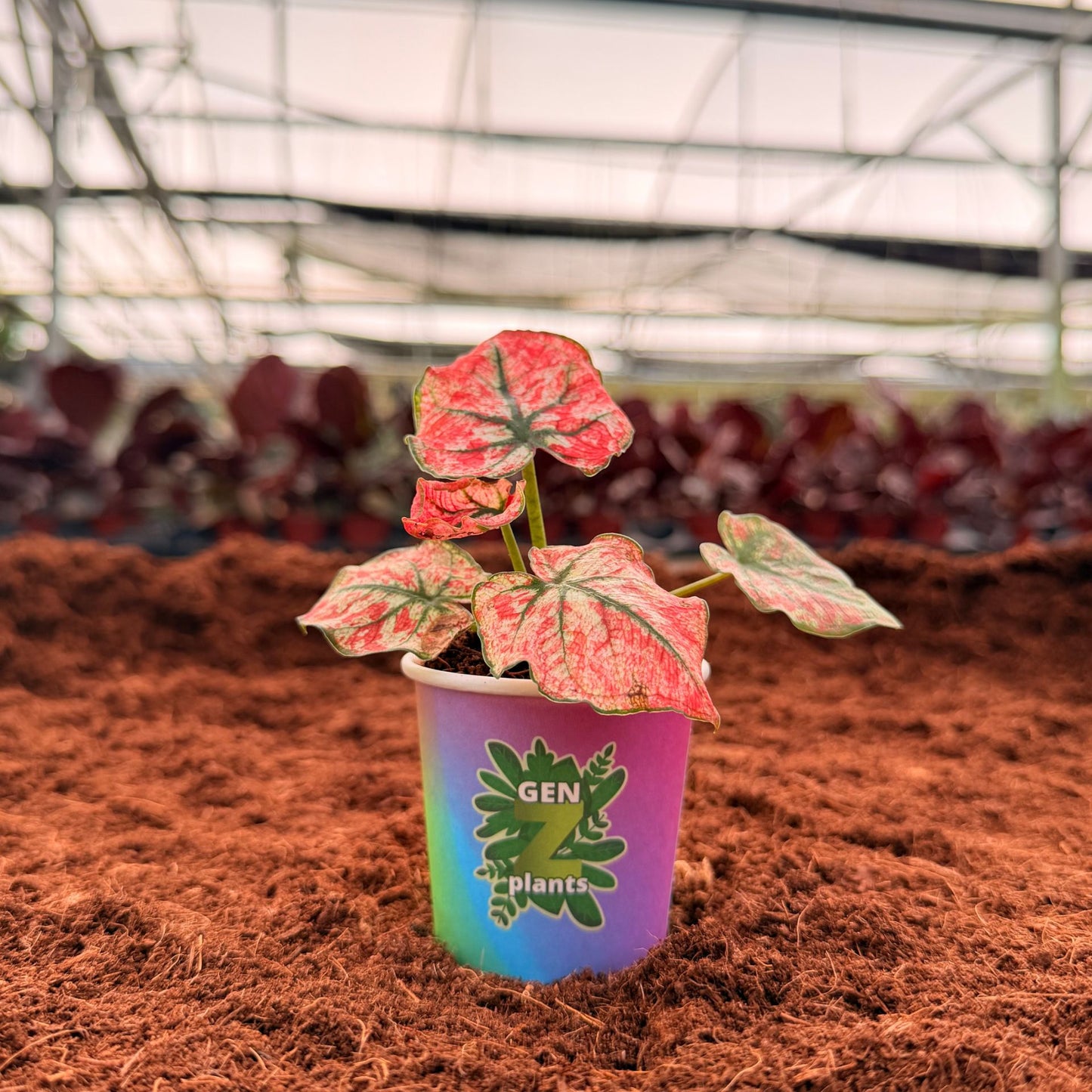 BECOOL Package 2" Plants