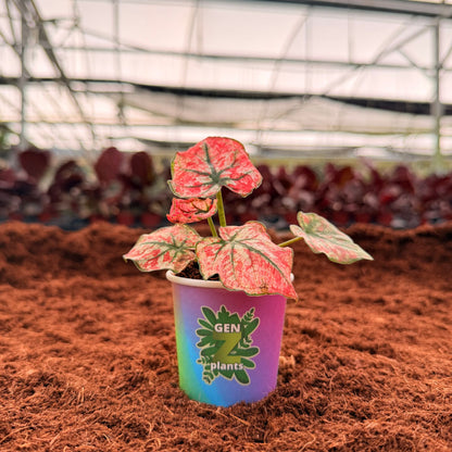 BECOOL Package 2" Plants