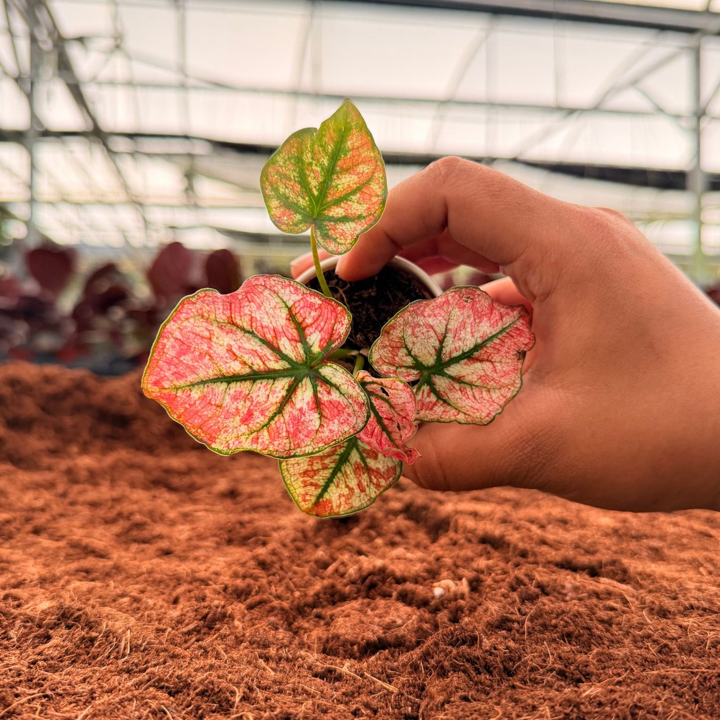 2" Caladium Wedding Dress