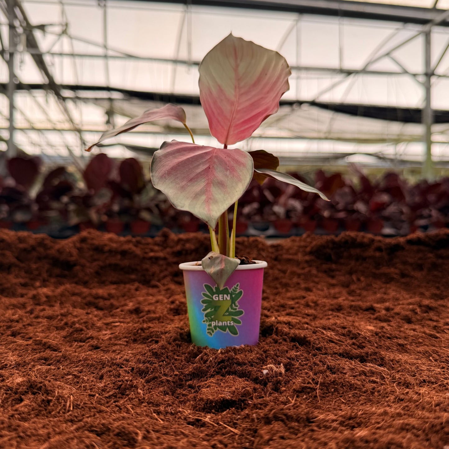 BELEAF Package 2" Plants