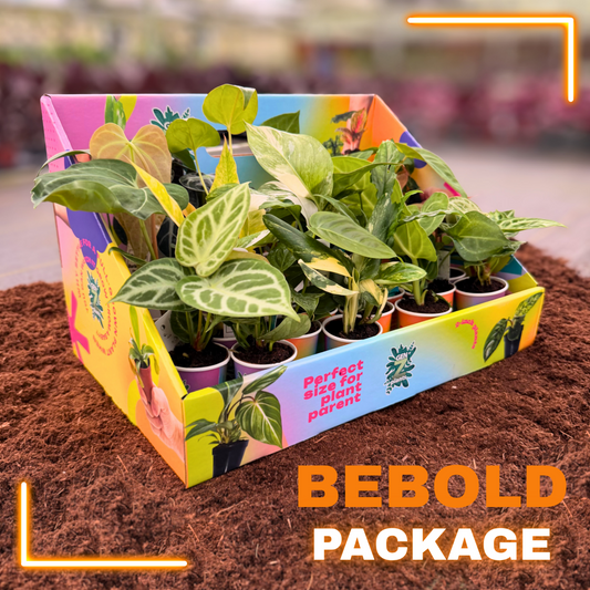 BEBOLD Package 2" Plants