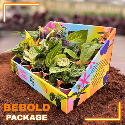BEBOLD Package 2" Plants