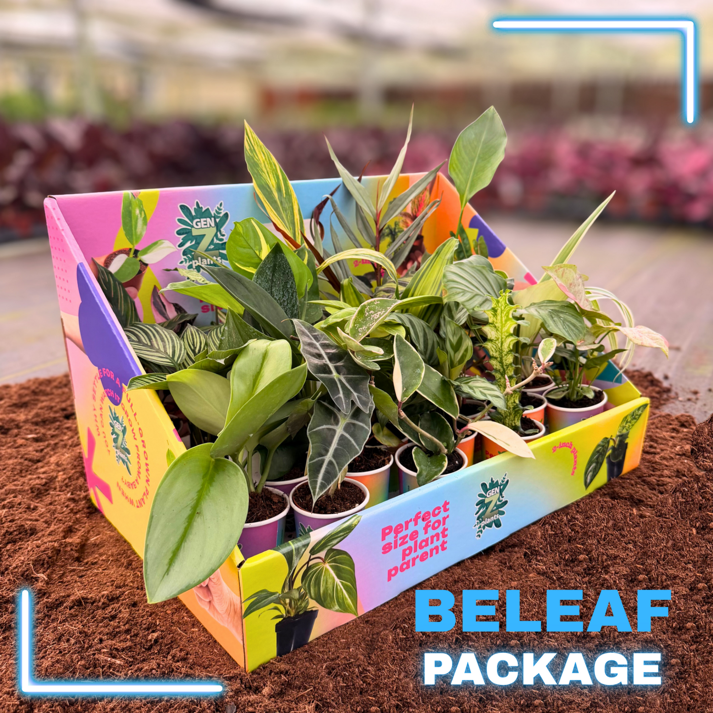 BELEAF Package 2" Plants