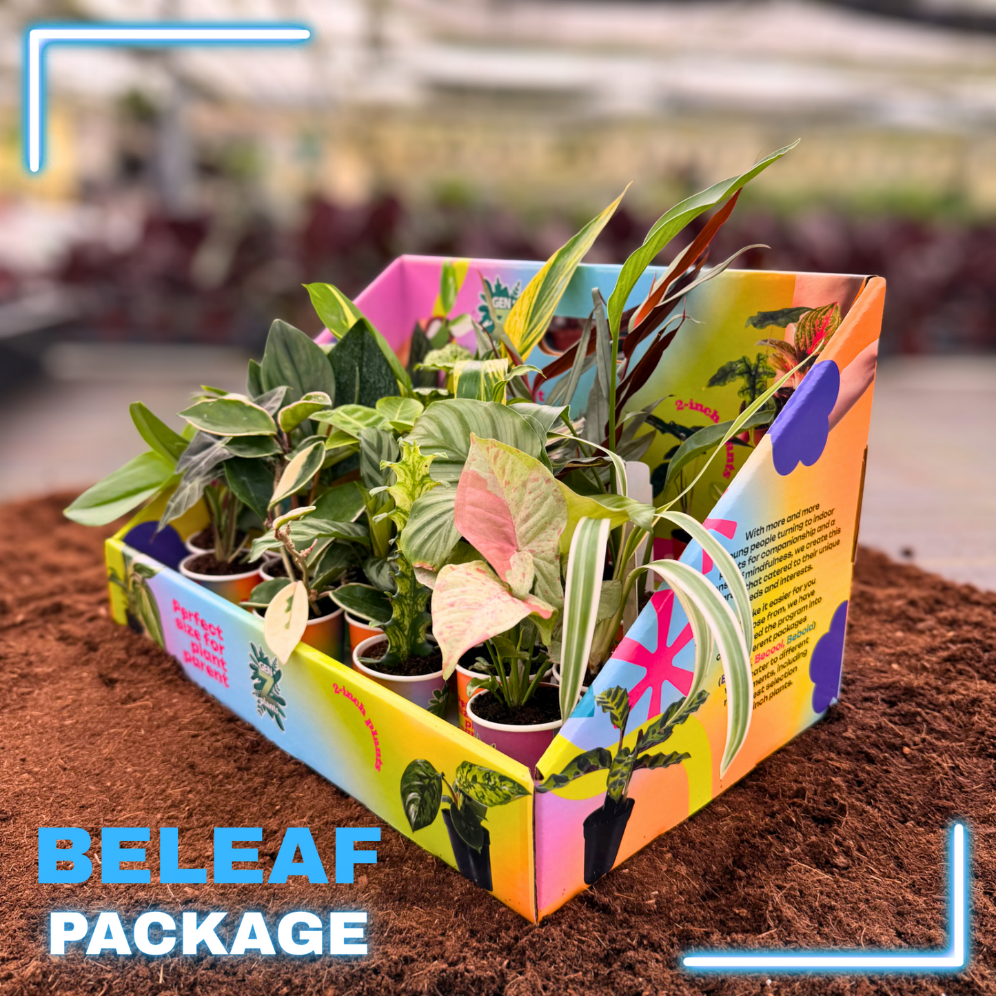 BELEAF Package 2" Plants
