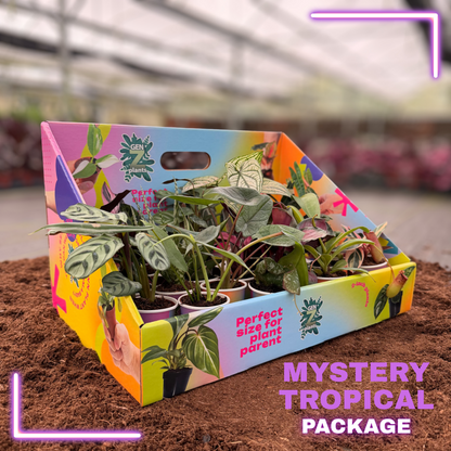 MYSTERY TROPICAL Package 2" Plants