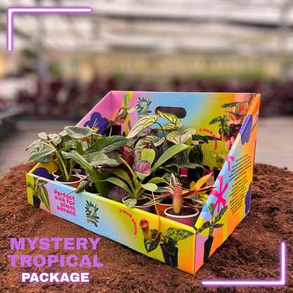 MYSTERY TROPICAL Package 2" Plants