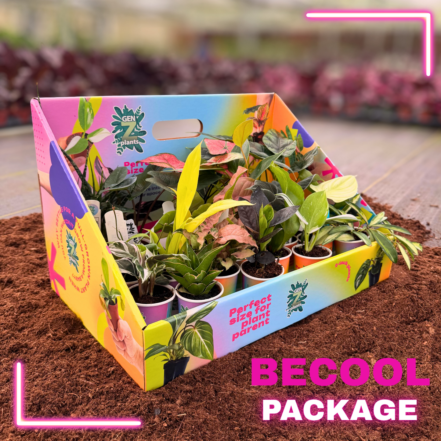 BECOOL Package 2" Plants