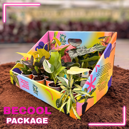 BECOOL Package 2" Plants