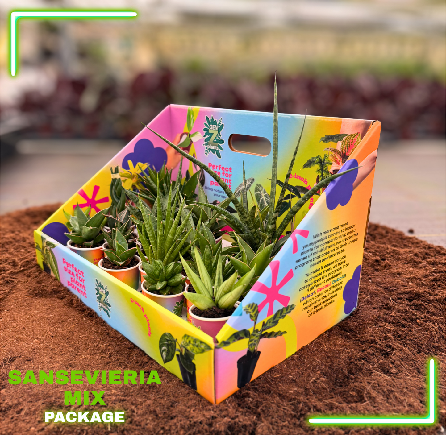 SANSEVIERIA MIX Package 2" Plants