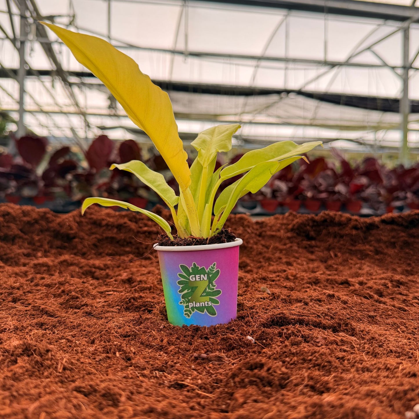 2" Philodendron Golden Crocodile