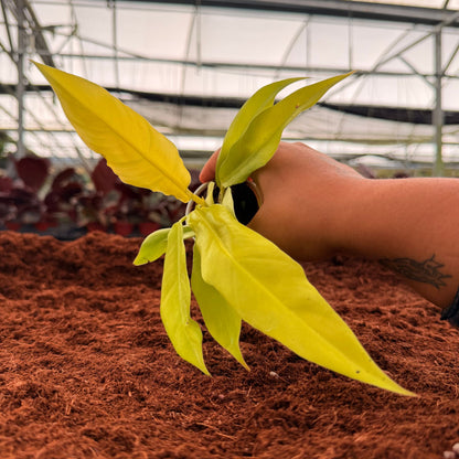 2" Philodendron Golden Crocodile