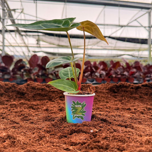 2" Anthurium Regal Hybrid