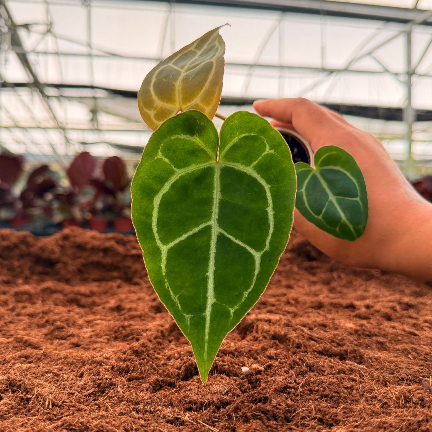 2" Anthurium Regal Hybrid