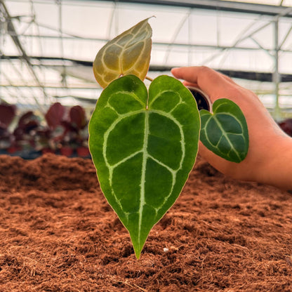 2" Anthurium Regal Hybrid
