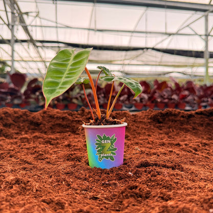 BELEAF Package 2" Plants