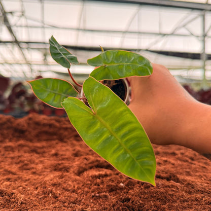 2" Philodendron Billiaetie croat