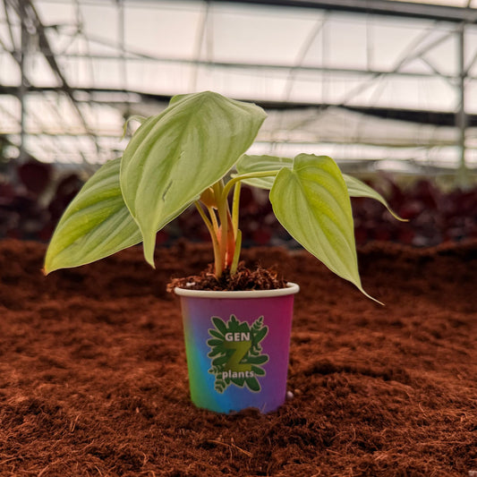2" Philodendron Pastazanum Silver