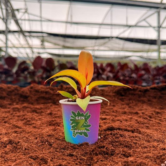 2" Philodendron Sun Red