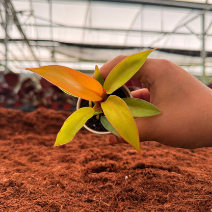 2" Philodendron Sun Red