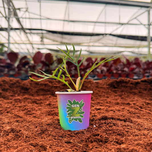 2" Philodendron Tortum