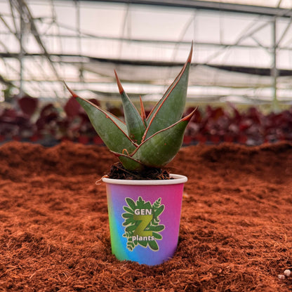 2" Sansevieria Pinguicola