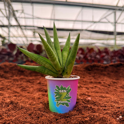 BECOOL Package 2" Plants