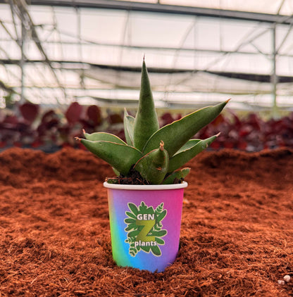 BECOOL Package 2" Plants