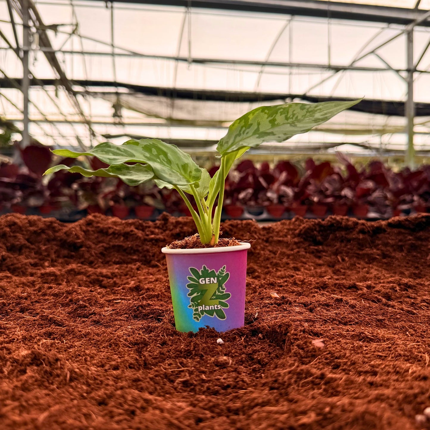 BECOOL Package 2" Plants