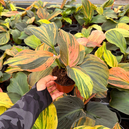 4" Kaemferia Jungle Rose