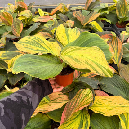 4" Kaemferia Jungle Rose