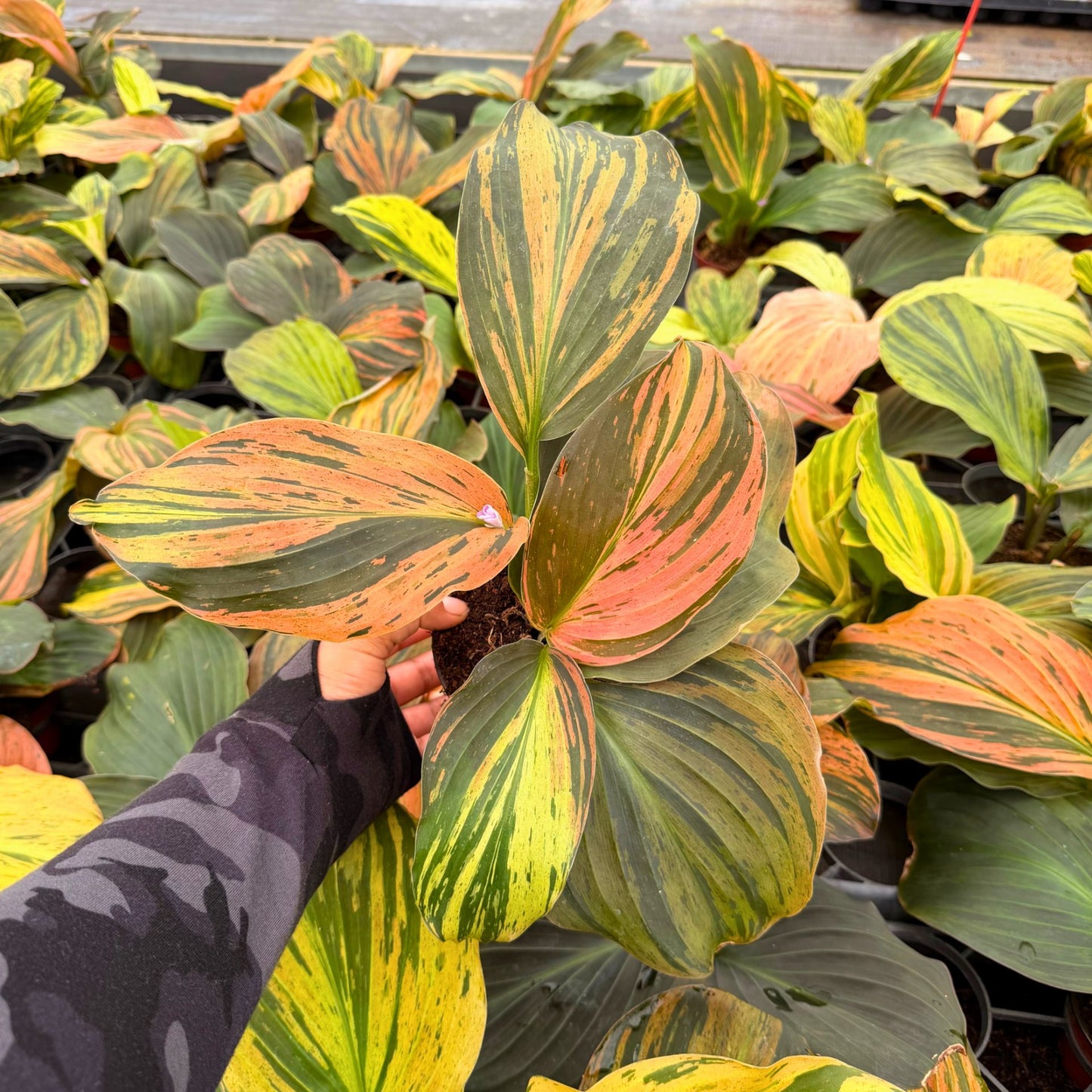 4" Kaemferia Jungle Rose