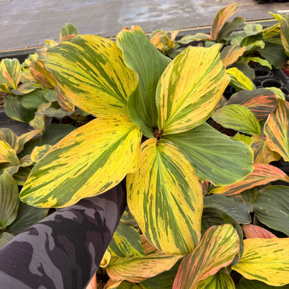 4" Kaemferia Jungle Rose