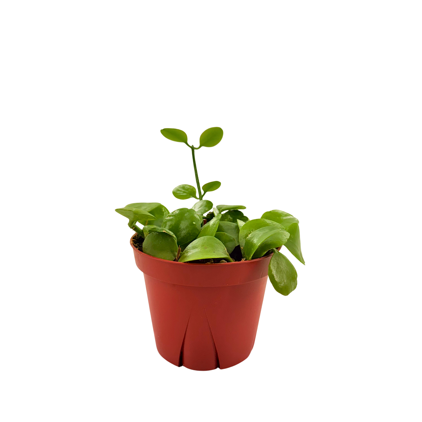 4" Dischidia Imbricata