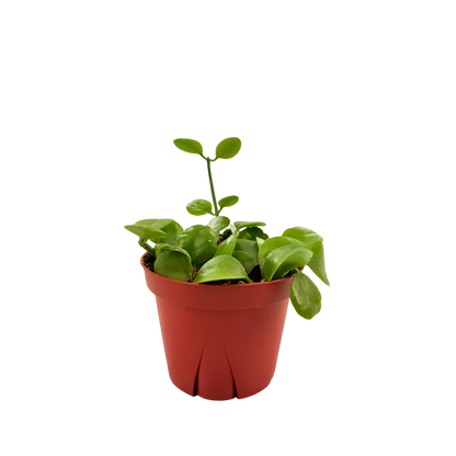 4" Dischidia Imbricata