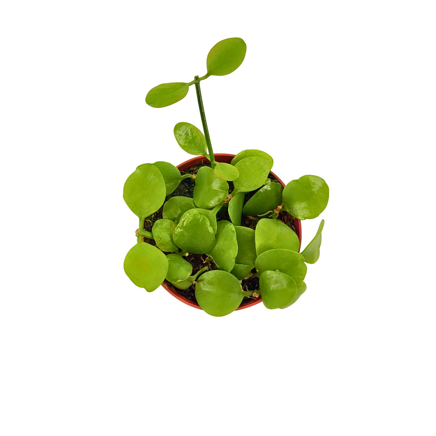 4" Dischidia Imbricata