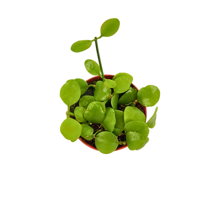 4" Dischidia Imbricata