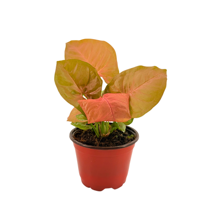 4” Syngonium Neon Pink