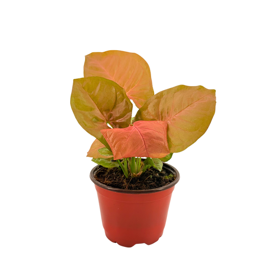 4” Syngonium Neon Pink