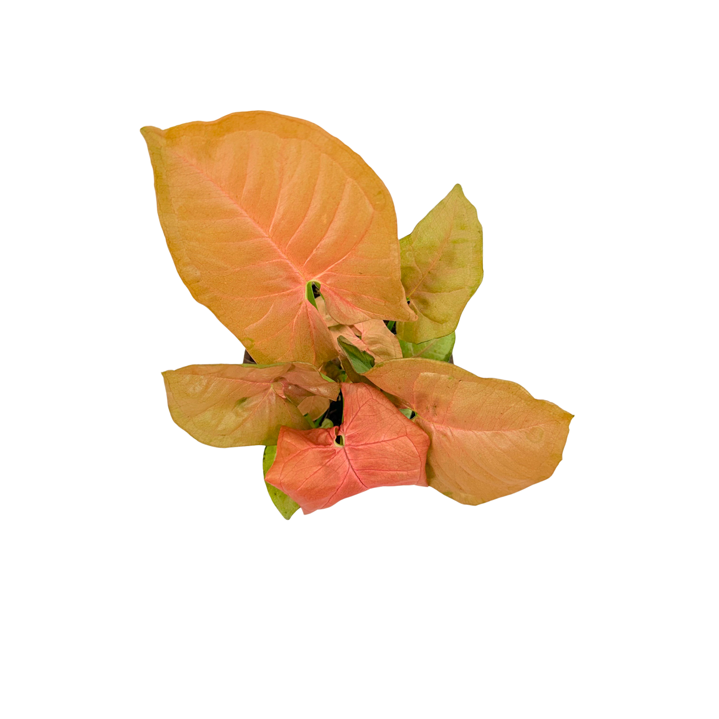 4” Syngonium Neon Pink