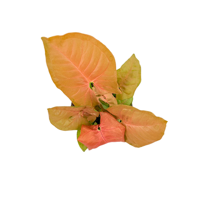 4” Syngonium Neon Pink