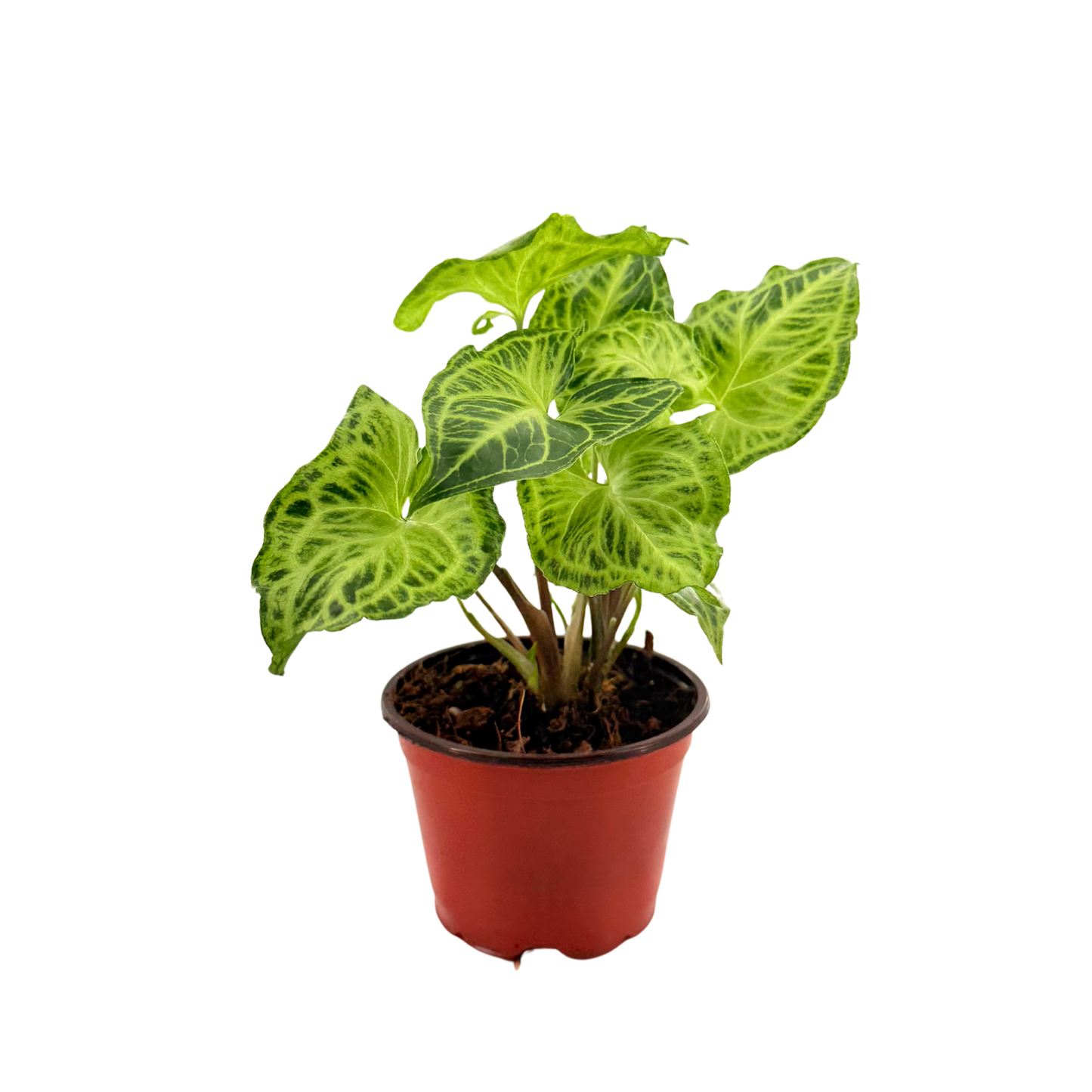 4” Syngonium Batik