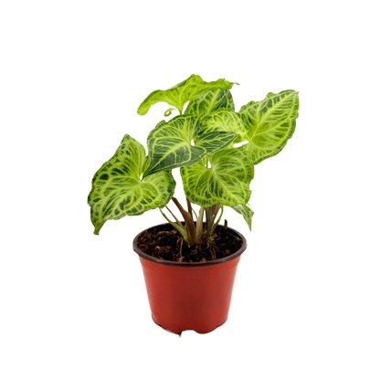 4” Syngonium Batik