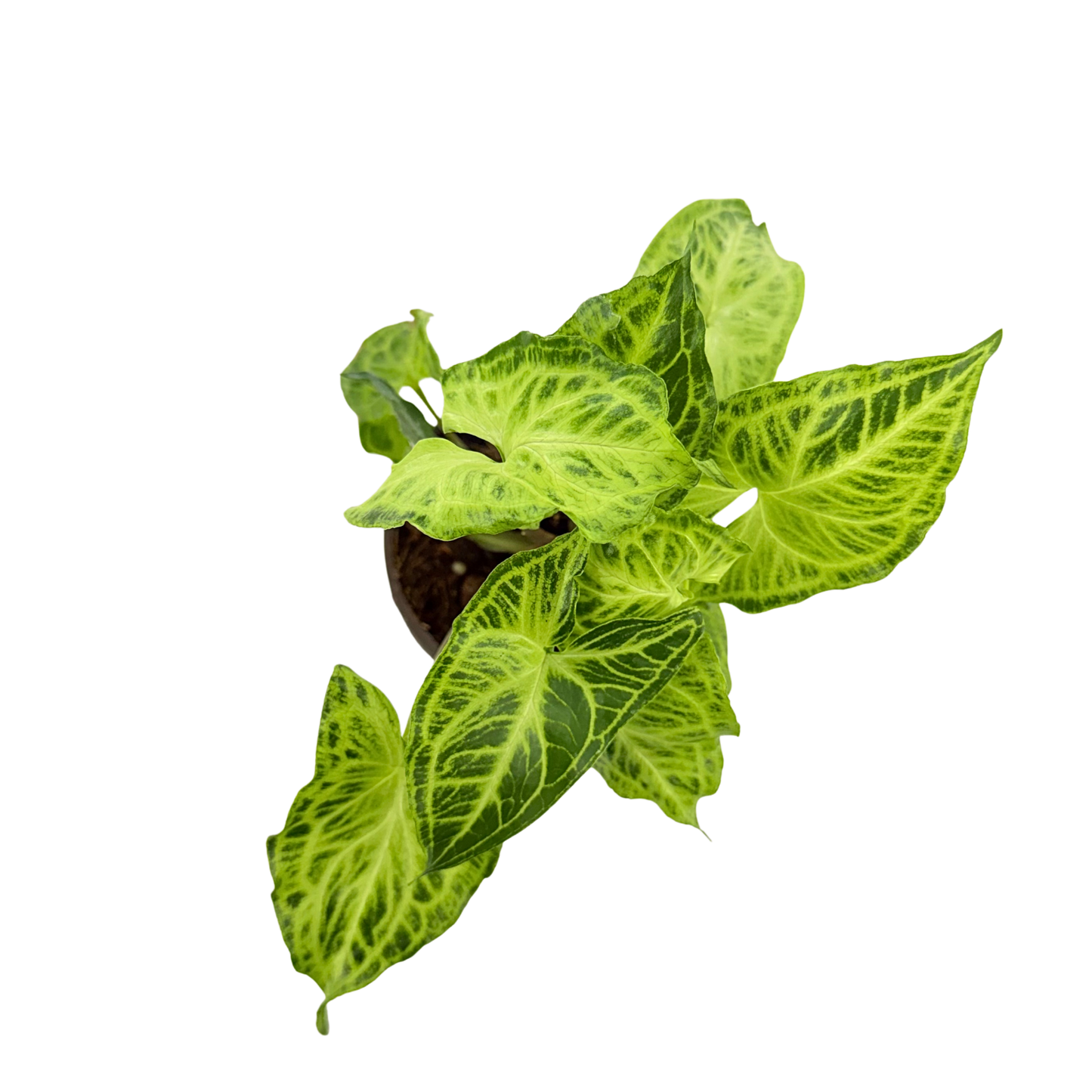 4” Syngonium Batik