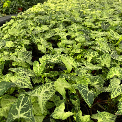 4” Syngonium Batik